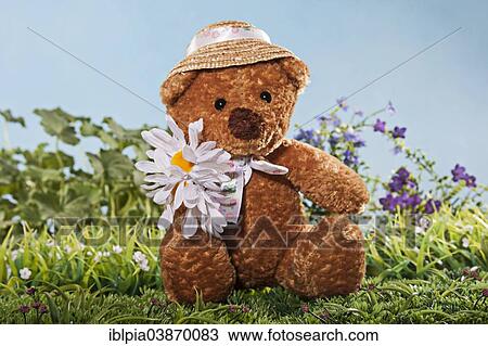Teddy Bear with marguerite on meadow View Large Photo Image Stock Image - Teddy Bear with marguerite on meadow. Fotosearch