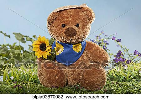 Teddy bear with sunflower on meadow View Large Photo Image Stock Image - Teddy bear with sunflower on meadow. Fotosearch