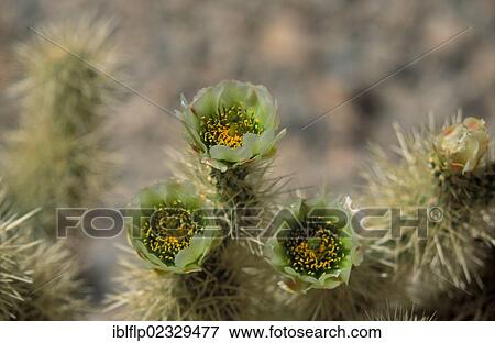 "Teddybear Cholla (Opuntia bigelovii), cactus in flower" View Large Photo Image Stock Photo - "Teddybear Cholla (Opuntia bigelovii), cactus in flower". Fotosearch