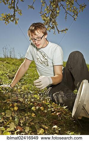 Teenager gathering windfall View Large Photo Image Stock Photo - Teenager gathering windfall. Fotosearch