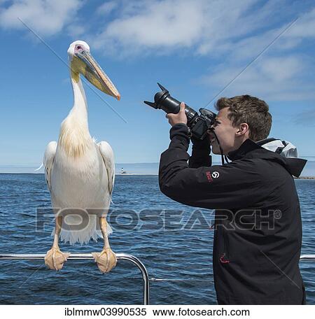 Stock Photography - "Teenager photographing a Great White Pelican (Pelecanus onocrotalus) on a boat, Walvis Bay, Namibia, Africa". Fotosearch