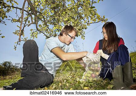 Teenagers gathering windfall View Large Photo Image Stock Photograph - Teenagers gathering windfall. Fotosearch