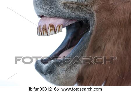 "Teeth of an Icelandic horse, captive, Eastern Region, Iceland, Europe" View Large Photo Image Stock Photography - "Teeth of an Icelandic horse, captive, Eastern Region, Iceland, Europe". Fotosearch
