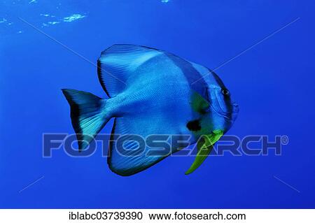 "Teira batfish (Platax teira), Raja Ampat, West Papua, Indonesia, Asia" View Large Photo Image Stock Image - "Teira batfish (Platax teira), Raja Ampat, West Papua, Indonesia, Asia". Fotosearch