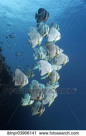 "Teira Batfish (Platax teira), swarm at the wreck of Skipjack II, """"The Shipyard"""" diving site, Lhaviyani Atoll, Indian Ocean, Maldives, Asia" View Large Photo Image Stock Image - "Teira Batfish (Platax teira), swarm at the wreck of Skipjack II, """"The Shipyard"""" diving site, Lhaviyani Atoll, Indian Ocean, Maldives, Asia". Fotosearch