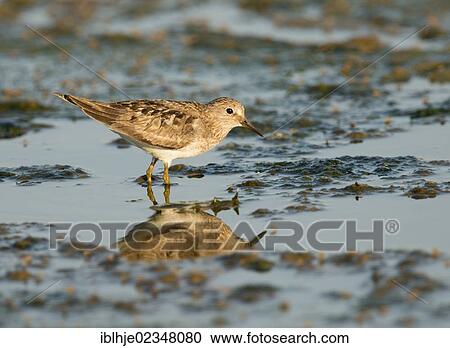 "Temminck's Stint (Calidris temminckii), Lesbos, Greece, Europe" View Large Photo Image Stock Image - "Temminck's Stint (Calidris temminckii), Lesbos, Greece, Europe". Fotosearch