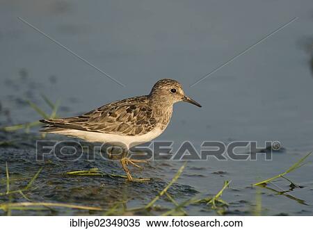 Stock Photography - "Temminck's Stint (Calidris temminckii), Lesbos, Greece, Europe". Fotosearch