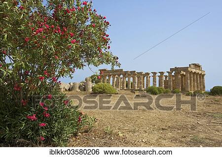 "Temple E, Temple of Hera, Selinunt, Trabant, Sizilien, Italy, Europe" View Large Photo Image Stock Photograph - "Temple E, Temple of Hera, Selinunt, Trabant, Sizilien, Italy, Europe". Fotosearch
