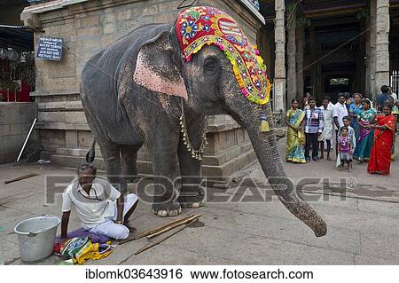 "Temple elephant and a mahout, Meenakshi Amman Temple or Sri Meenakshi Sundareswarar Temple, Madurai, Tamil Nadu, India, Asia" View Large Photo Image Stock Photograph - "Temple elephant and a mahout, Meenakshi Amman Temple or Sri Meenakshi Sundareswarar Temple, Madurai, Tamil Nadu, India, Asia". Fotosearch