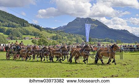 "Ten-horse carriage with cold blooded horses, from Leitzachtal Valley, Mt Breitenstein at the back, first international ten-horse carriage meeting, Hundham, Leitzachtal Valley, Upper Bavaria, Bavaria, Germany, Europe" View Large Photo Image Stock Image - "Ten-horse carriage with cold blooded horses, from Leitzachtal Valley, Mt Breitenstein at the back, first international ten-horse carriage meeting, Hundham, Leitzachtal Valley, Upper Bavaria, Bavaria, Germany, Europe". Fotosearch