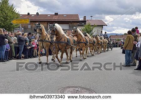 "Ten-horse carriage with Haflinger horses from Leitzachtal Valley, first international ten-horse carriage meeting, Hundham, Leitzachtal Valley, Upper Bavaria, Bavaria, Germany, Europe" View Large Photo Image Stock Image - "Ten-horse carriage with Haflinger horses from Leitzachtal Valley, first international ten-horse carriage meeting, Hundham, Leitzachtal Valley, Upper Bavaria, Bavaria, Germany, Europe". Fotosearch