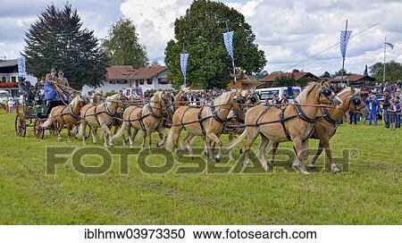 "Ten-horse carriage with Haflinger horses from Wildbad Kreuth, first international ten-horse carriage meeting, Hundham, Leitzachtal Valley, Upper Bavaria, Bavaria, Germany, Europe" View Large Photo Image Stock Image - "Ten-horse carriage with Haflinger horses from Wildbad Kreuth, first international ten-horse carriage meeting, Hundham, Leitzachtal Valley, Upper Bavaria, Bavaria, Germany, Europe". Fotosearch