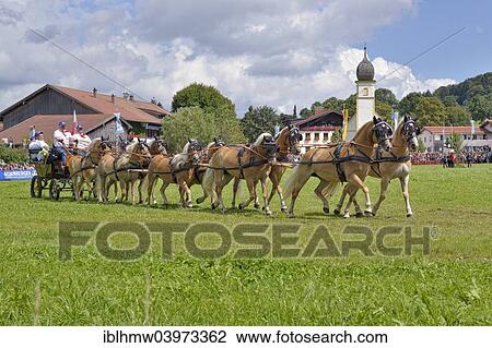 "Ten-horse carriage with Haflinger horses from Wenigenauma in Thuringia, in front of Leonhardi Chapel, first international ten-horse carriage meeting, Hundham, Leitzachtal Valley, Upper Bavaria, Bavaria, Germany, Europe" View Large Photo Image Stock Image - "Ten-horse carriage with Haflinger horses from Wenigenauma in Thuringia, in front of Leonhardi Chapel, first international ten-horse carriage meeting, Hundham, Leitzachtal Valley, Upper Bavaria, Bavaria, Germany, Europe". Fotosearch