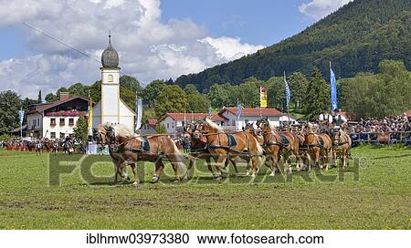 "Ten-horse carriage with Haflinger horses from Leitzachtal Valley, in front of Leonhardi Chapel, first international ten-horse carriage meeting, Hundham, Leitzachtal Valley, Upper Bavaria, Bavaria, Germany, Europe" View Large Photo Image Stock Image - "Ten-horse carriage with Haflinger horses from Leitzachtal Valley, in front of Leonhardi Chapel, first international ten-horse carriage meeting, Hundham, Leitzachtal Valley, Upper Bavaria, Bavaria, Germany, Europe". Fotosearch