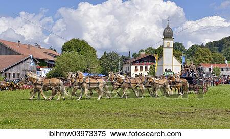"Ten-horse carriage with Haflinger horses from Wildbad Kreuth, in front of Leonhardi Chapel, first international ten-horse carriage meeting, Hundham, Leitzachtal Valley, Upper Bavaria, Bavaria, Germany, Europe" View Large Photo Image Stock Photography - "Ten-horse carriage with Haflinger horses from Wildbad Kreuth, in front of Leonhardi Chapel, first international ten-horse carriage meeting, Hundham, Leitzachtal Valley, Upper Bavaria, Bavaria, Germany, Europe". Fotosearch