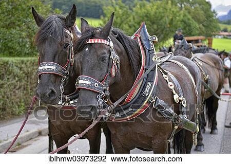 "Ten-horse carriage with Noric horses from Abtenau in Salzburger Land, first international ten-horse carriage meeting, Hundham, Leitzachtal Valley, Upper Bavaria, Bavaria, Germany, Europe" View Large Photo Image Stock Image - "Ten-horse carriage with Noric horses from Abtenau in Salzburger Land, first international ten-horse carriage meeting, Hundham, Leitzachtal Valley, Upper Bavaria, Bavaria, Germany, Europe". Fotosearch
