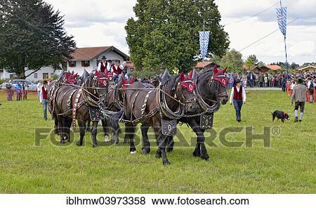 "Ten-horse carriage with Noric horses from Frankenhardt, first international ten-horse carriage meeting, Hundham, Leitzachtal Valley, Upper Bavaria, Bavaria, Germany, Europe" View Large Photo Image Stock Photo - "Ten-horse carriage with Noric horses from Frankenhardt, first international ten-horse carriage meeting, Hundham, Leitzachtal Valley, Upper Bavaria, Bavaria, Germany, Europe". Fotosearch