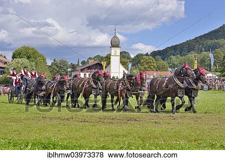 Stock Photo - "Ten-horse carriage with Noric horses from Frankenhardt, in front of Leonhardi Chapel, first international ten-horse carriage meeting, Hundham, Leitzachtal Valley, Upper Bavaria, Bavaria, Germany, Europe". Fotosearch