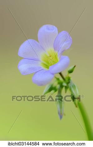 "Ten-leaved pink-sorrel or tenleaf wood sorrel (Oxalis decaphylla) occurrence in North America, ornamental plant, North Rhine-Westphalia, Germany, Europe" View Large Photo Image Picture - "Ten-leaved pink-sorrel or tenleaf wood sorrel (Oxalis decaphylla) occurrence in North America, ornamental plant, North Rhine-Westphalia, Germany, Europe". Fotosearch