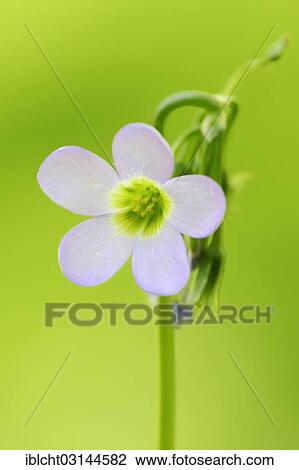 "Ten-leaved pink-sorrel or tenleaf wood sorrel (Oxalis decaphylla) occurrence in North America, ornamental plant, North Rhine-Westphalia, Germany, Europe" View Large Photo Image Stock Image - "Ten-leaved pink-sorrel or tenleaf wood sorrel (Oxalis decaphylla) occurrence in North America, ornamental plant, North Rhine-Westphalia, Germany, Europe". Fotosearch