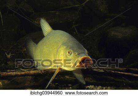 "Tench or Doctor Fish (Tinca tinca), France, Europe" View Large Photo Image Stock Image - "Tench or Doctor Fish (Tinca tinca), France, Europe". Fotosearch