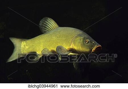Stock Image - "Tench or Doctor Fish (Tinca tinca), France, Europe". Fotosearch