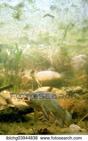 "Tench or Doctor Fish (Tinca tinca), captive, France, Europe" View Large Photo Image Stock Photo - "Tench or Doctor Fish (Tinca tinca), captive, France, Europe". Fotosearch