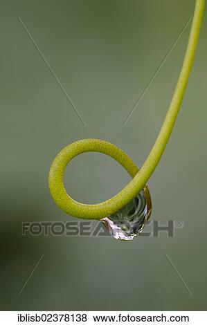Tendril with a dewdrop View Large Photo Image Stock Photo - Tendril with a dewdrop. Fotosearch