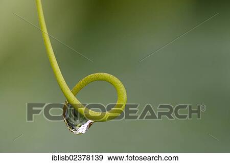 Stock Photo - Tendril with a dewdrop. Fotosearch