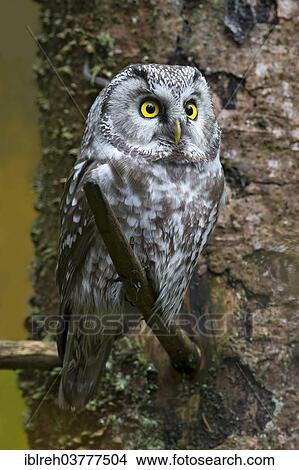 "Tengmalm's Owl or Boreal Owl (Aegolius funereus), outdoor enclosure, Bavarian Forest National Park, Bavaria, Germany, Europe" View Large Photo Image Picture - "Tengmalm's Owl or Boreal Owl (Aegolius funereus), outdoor enclosure, Bavarian Forest National Park, Bavaria, Germany, Europe". Fotosearch