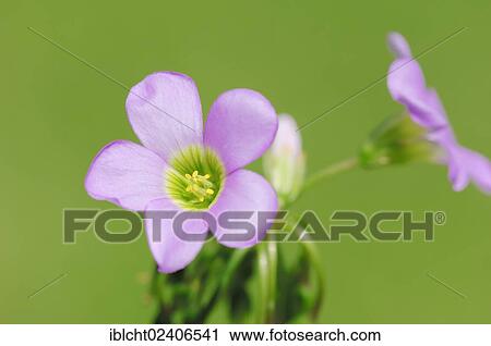 "Tenleaf Woodsorrel (Oxalis decaphylla), native to North America, ornamental plant" View Large Photo Image Stock Image - "Tenleaf Woodsorrel (Oxalis decaphylla), native to North America, ornamental plant". Fotosearch
