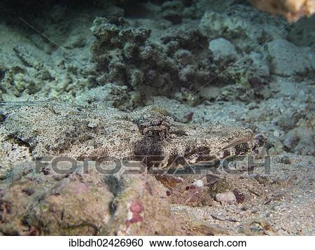 "Tentacled Flathead or Crocodilefish (Papilloculiceps longiceps), Mangrove Bay, Red Sea, Egypt, Africa" View Large Photo Image Stock Image - "Tentacled Flathead or Crocodilefish (Papilloculiceps longiceps), Mangrove Bay, Red Sea, Egypt, Africa". Fotosearch