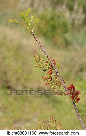 Stock Image - "Terebinth or Turpentine Tree (Pistacia terebinthus), branch with flowers, Provence, southern France, France, Europe". Fotosearch
