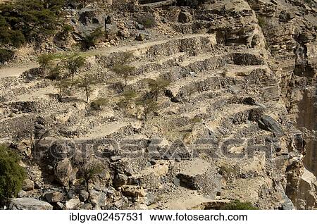 "Terraced fields of the abandoned settlement Sap Bani Khamis in the Grand Canyon of Oman in the Wadi Nakhur, Jabal Akhdar Mountains, Sultanate of Oman, Middle East" View Large Photo Image Stock Image - "Terraced fields of the abandoned settlement Sap Bani Khamis in the Grand Canyon of Oman in the Wadi Nakhur, Jabal Akhdar Mountains, Sultanate of Oman, Middle East". Fotosearch