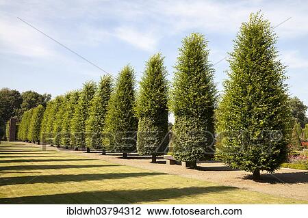 "Terraced gardens, Kamp Abbey, Kamp-Lintfort, Lower Rhine, North Rhine-Westphalia, Germany, Europe" View Large Photo Image Stock Image - "Terraced gardens, Kamp Abbey, Kamp-Lintfort, Lower Rhine, North Rhine-Westphalia, Germany, Europe". Fotosearch