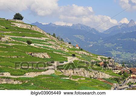 Stock Photo - "Terraced vineyards with solitary trees, Lake Geneva, Saint-Saphorin, Lavaux, Canton of Vaud, Switzerland, Europe". Fotosearch