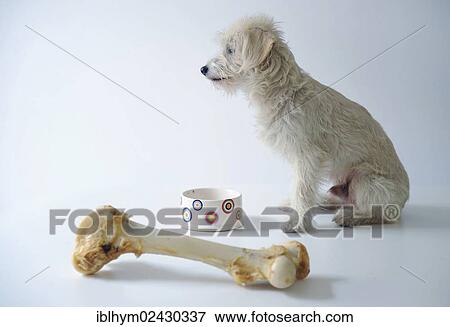 Terrier mix beside a bowl and a large dog bone View Large Photo Image Stock Photo - Terrier mix beside a bowl and a large dog bone. Fotosearch