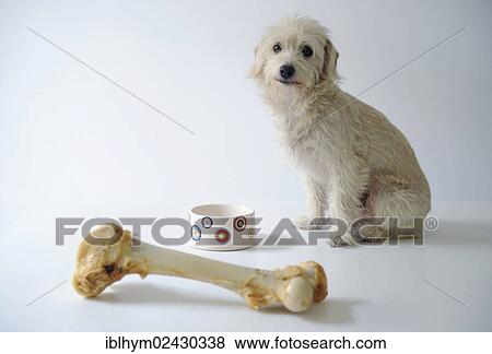 Stock Photo - Terrier mix beside a bowl and a large dog bone. Fotosearch