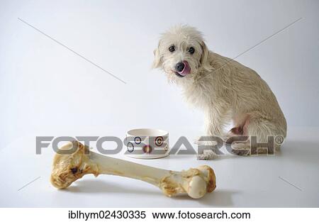 Terrier mix beside a bowl and a large dog bone View Large Photo Image Stock Photography - Terrier mix beside a bowl and a large dog bone. Fotosearch