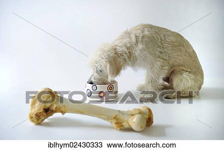Stock Image - Terrier mix feeding from a bowl beside a large dog bone. Fotosearch