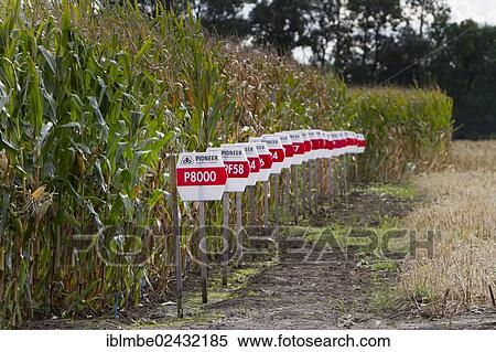 "Test field for corn owned by the company duPont, pioneer, near Linum, Brandenburg, Germany, Europe" View Large Photo Image Stock Photography - "Test field for corn owned by the company duPont, pioneer, near Linum, Brandenburg, Germany, Europe". Fotosearch