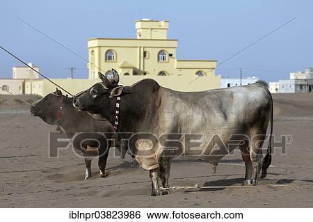 "Tethered bulls waiting before a bull fight, Barka, Al-Batinah province, Oman, Arabian Peninsula, Asia" View Large Photo Image Stock Photograph - "Tethered bulls waiting before a bull fight, Barka, Al-Batinah province, Oman, Arabian Peninsula, Asia". Fotosearch