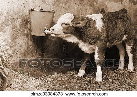 "Tethered calf sucking milk from a bucket in a barn, Franconian farm, Eckenhaid, Eckental, Middle Franconia, Bavaria, Germany, Europe" View Large Photo Image Stock Image - "Tethered calf sucking milk from a bucket in a barn, Franconian farm, Eckenhaid, Eckental, Middle Franconia, Bavaria, Germany, Europe". Fotosearch