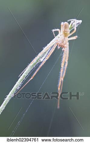 "Tetragnatha spider (Tetragnatha extensa), Haren, Emsland region, Lower Saxony, Germany, Europe" View Large Photo Image Stock Image - "Tetragnatha spider (Tetragnatha extensa), Haren, Emsland region, Lower Saxony, Germany, Europe". Fotosearch