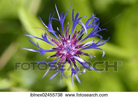"Teufelskrallen (Phyteuma), on Hochfelln mountain, Chiemgau, Bavaria, Germany, Europe" View Large Photo Image Stock Photo - "Teufelskrallen (Phyteuma), on Hochfelln mountain, Chiemgau, Bavaria, Germany, Europe". Fotosearch