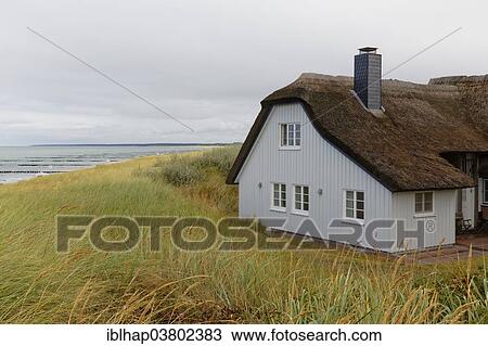 "Thatched cottage in the dunes at the beach, Ahrenshoop, Fischland-Darss-Zingst, Mecklenburg-Vorpommern, Germany, Europe" View Large Photo Image Stock Image - "Thatched cottage in the dunes at the beach, Ahrenshoop, Fischland-Darss-Zingst, Mecklenburg-Vorpommern, Germany, Europe". Fotosearch