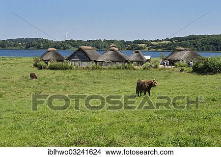 Picture - "Thatched cottages beside a lake, pasture and cattle at the front, Hedeby Viking Museum, open-air museum, Busdorf, Schleswig-Holstein, Germany, Europe". Fotosearch