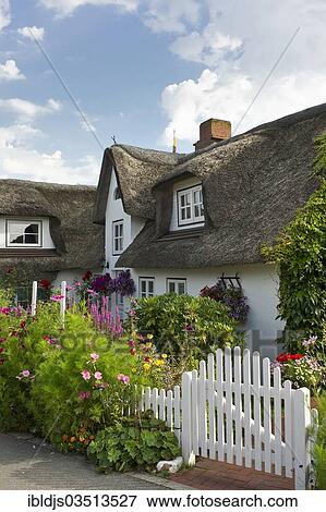 "Thatched house with a cottage garden, Nebel, Amrum, North Frisian Islands, Schleswig-Holstein, Germany, Europe" View Large Photo Image Stock Photo - "Thatched house with a cottage garden, Nebel, Amrum, North Frisian Islands, Schleswig-Holstein, Germany, Europe". Fotosearch