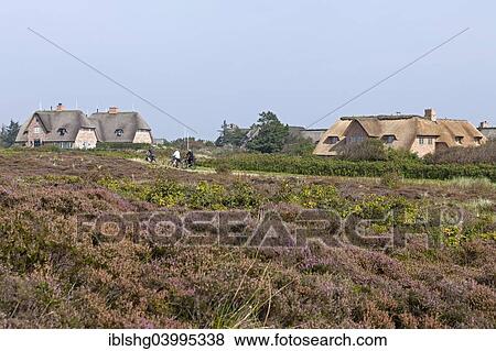 Stock Photo - "Thatched houses, Kampen, Sylt, Schleswig-Holstein, Germany, Europe". Fotosearch