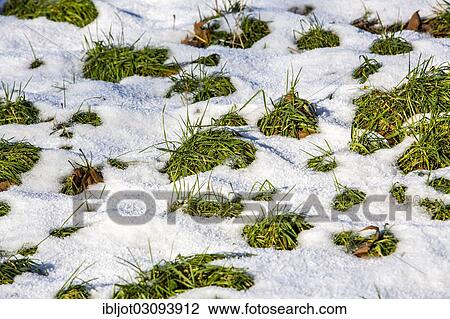 "Thaw, melting snow on a meadow, Germany, Europe" View Large Photo Image Stock Image - "Thaw, melting snow on a meadow, Germany, Europe". Fotosearch